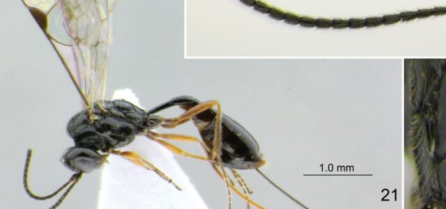 Investigadores de Tamaulipas descubren nueva especie de avispa; la nombran “covida”