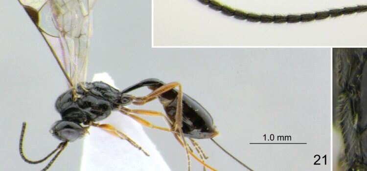 Investigadores de Tamaulipas descubren nueva especie de avispa; la nombran “covida”