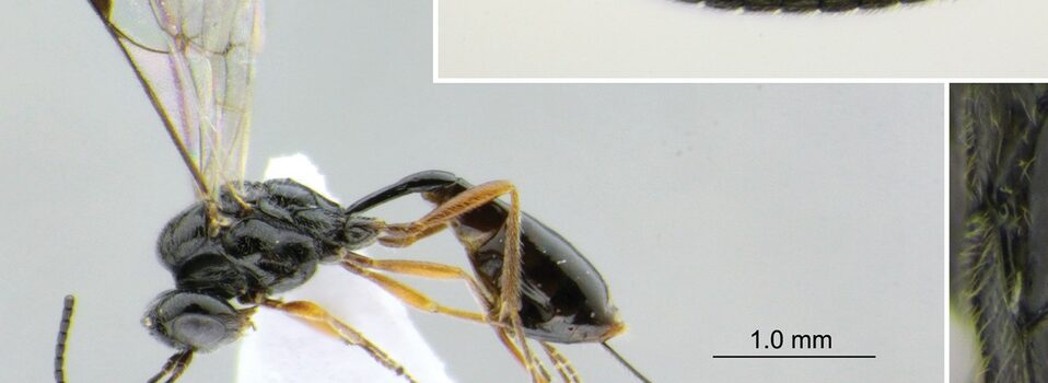 Investigadores de Tamaulipas descubren nueva especie de avispa; la nombran “covida”