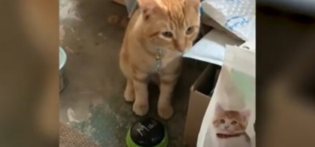 Gatito causa sensación por ‘hablar’ con sus dueños