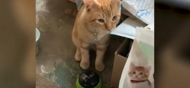 Gatito causa sensación por ‘hablar’ con sus dueños