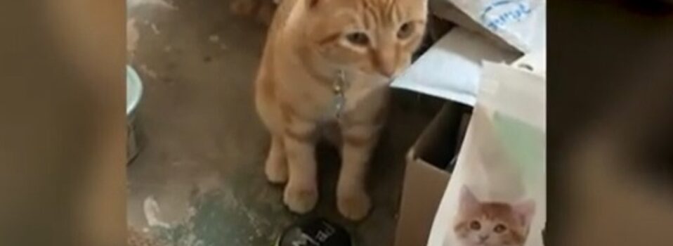 Gatito causa sensación por ‘hablar’ con sus dueños