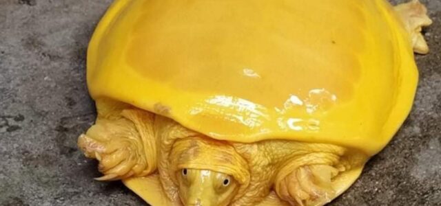 Hallan increíble ‘tortuga amarilla’ en la India: ¿especie nueva o albina?