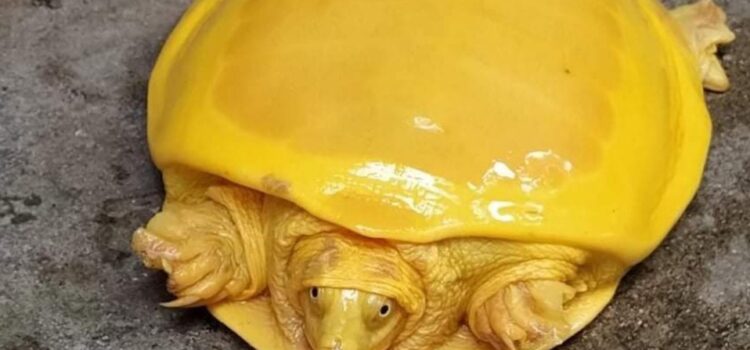 Hallan increíble ‘tortuga amarilla’ en la India: ¿especie nueva o albina?