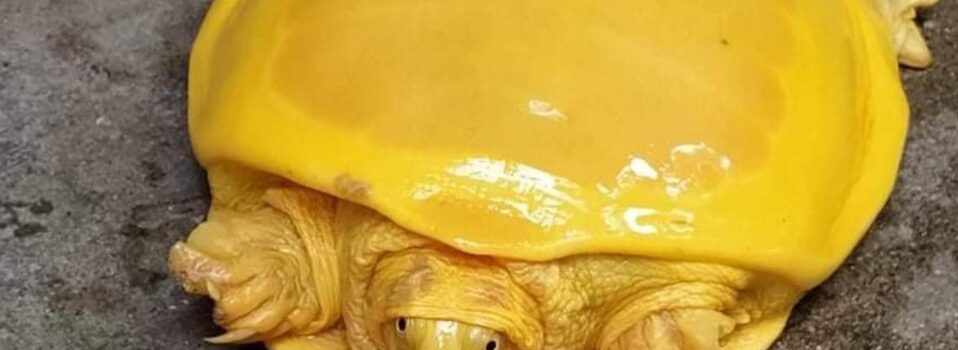 Hallan increíble ‘tortuga amarilla’ en la India: ¿especie nueva o albina?