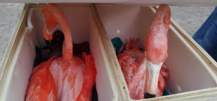 Los flamencos decomisados en el Aeropuerto de Mérida tenían como destino Tlajomulco de Zúñiga, Jalisco