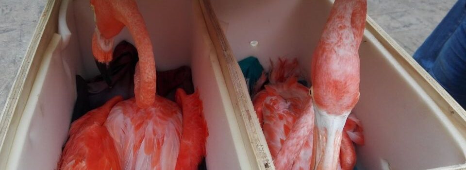 Los flamencos decomisados en el Aeropuerto de Mérida tenían como destino Tlajomulco de Zúñiga, Jalisco