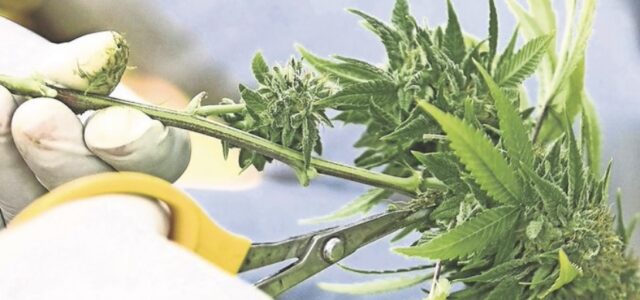 Senado aprueba la regulación integral del uso lúdico y cultivo de mariguana
