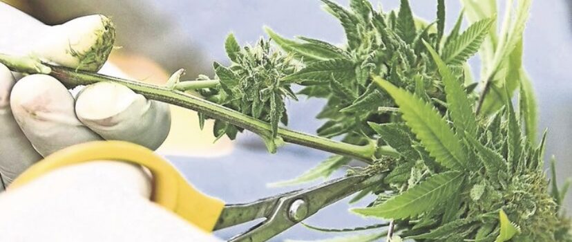 Senado aprueba la regulación integral del uso lúdico y cultivo de mariguana