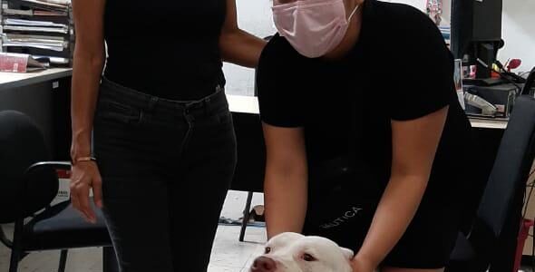 Aparece la dueña del perrito Pitbull hallado deambulando en calle del Centro de Mérida