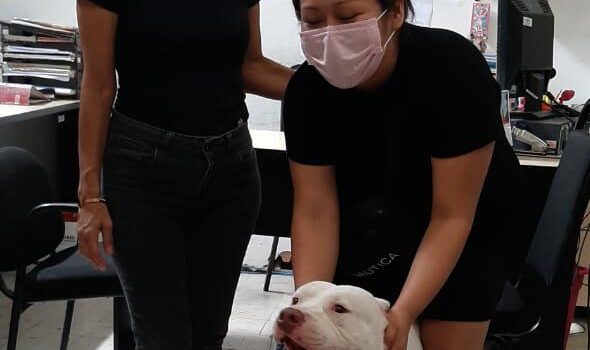Aparece la dueña del perrito Pitbull hallado deambulando en calle del Centro de Mérida