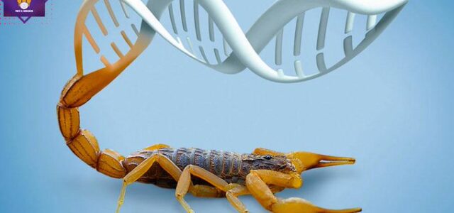 Por medio del veneno del alacrán, desarrollan toxina que inhibe el cáncer