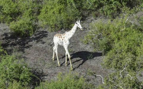 La última jirafa blanca del mundo sera vigilada por GPS