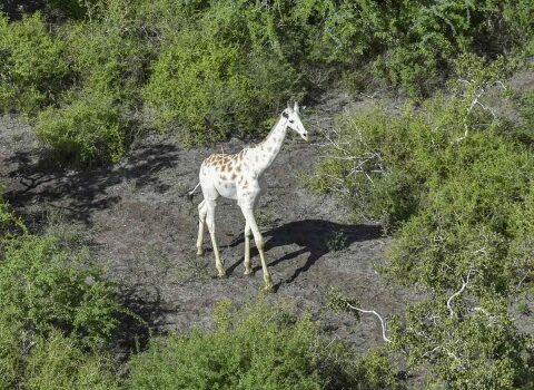La última jirafa blanca del mundo sera vigilada por GPS