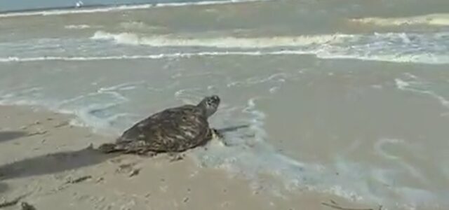 Liberan a tortuga de Carey tras ser rehabilitada